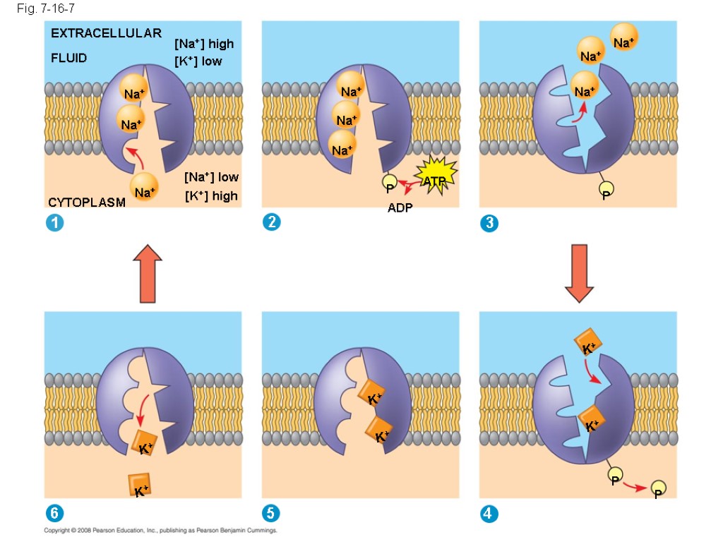 2 EXTRACELLULAR FLUID [Na+] high [K+] low [Na+] low [K+] high Na+ Na+ Na+